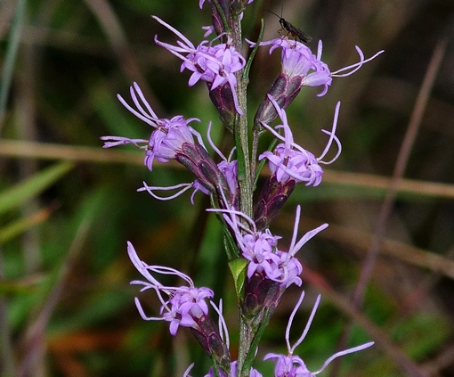 {Liatris microcephala}